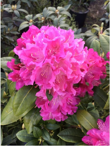 Rhododendron 'Holden'