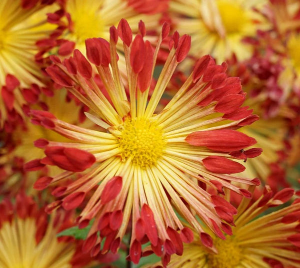 Chrysanthemum 'Matchsticks'