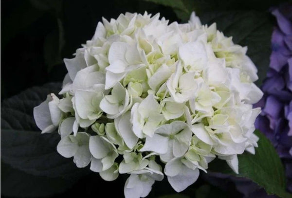 Hydrangea macrophylla 'Le Cygne'