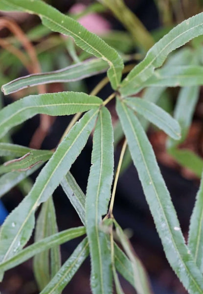 Pteris cretica 'Ping Wu'