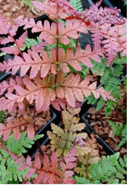 Dryopteris koidzumiana aka Koidzuma’s Wood Fern