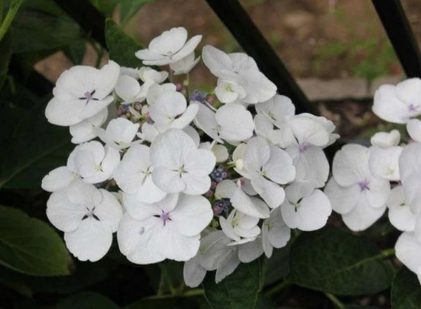 Hydrangea macrophylla 'Libelle'