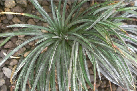 Dyckia choristaminea 'Frazzle Dazzle'