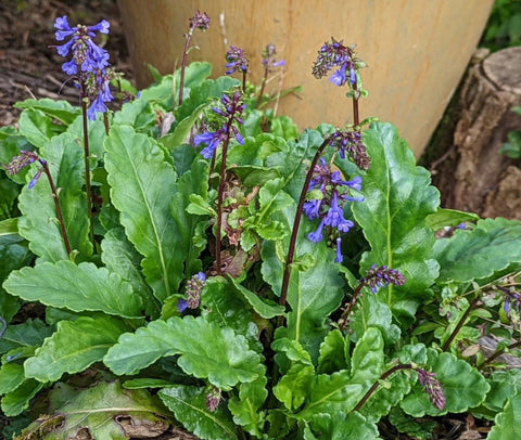 Wulfenia x schwarzii (Cow's Footstep)