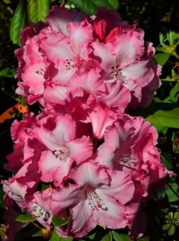 Rhododendron 'Dorothy Bishop'