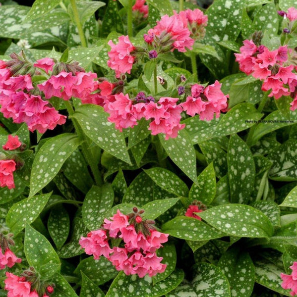 Pulmonaria 'Shrimps on the Barbie'