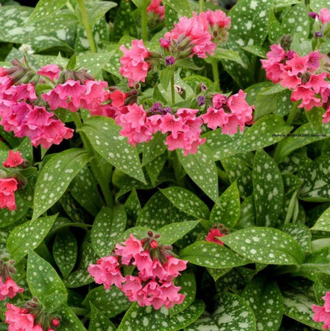 Pulmonaria 'Shrimps on the Barbie'