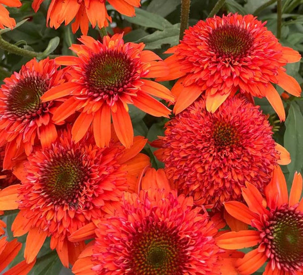 Echinacea 'Moab Sunset'