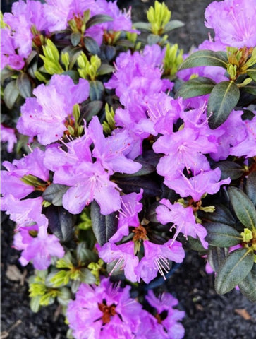 Rhododendron 'PJM Compacta'