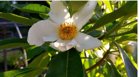 x Gordlinia grandiflora