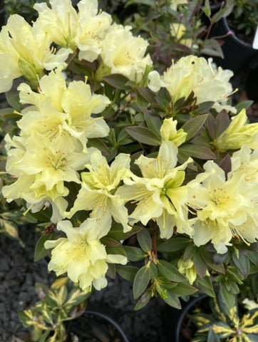 Rhododendron 'Patty Bee'