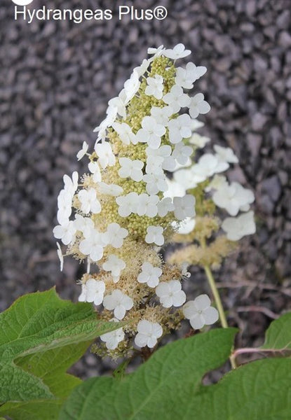 Hydrangea quercifolia 'Alison'