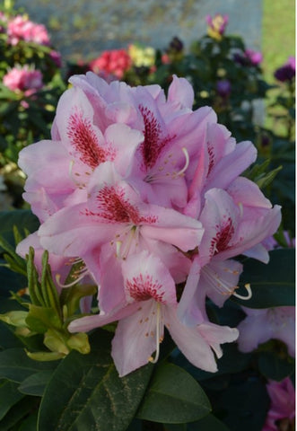 Rhododendron 'Furnival's Daughter'