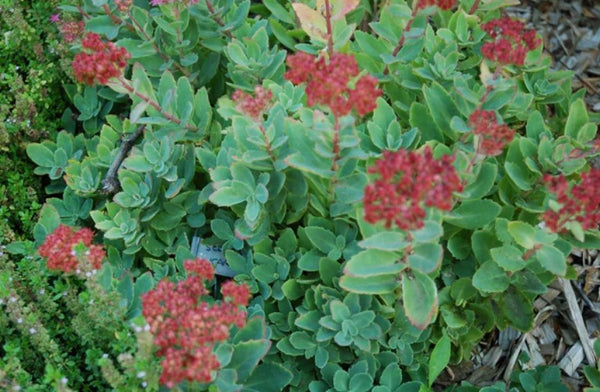 Sedum 'Carl'