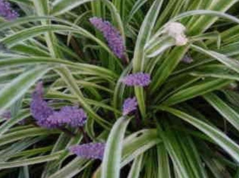 Liriope muscari 'Silvery Sunproof'