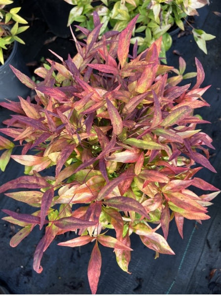 Nandina domestica 'Firepower'