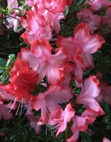 Azalea 'Fascination'