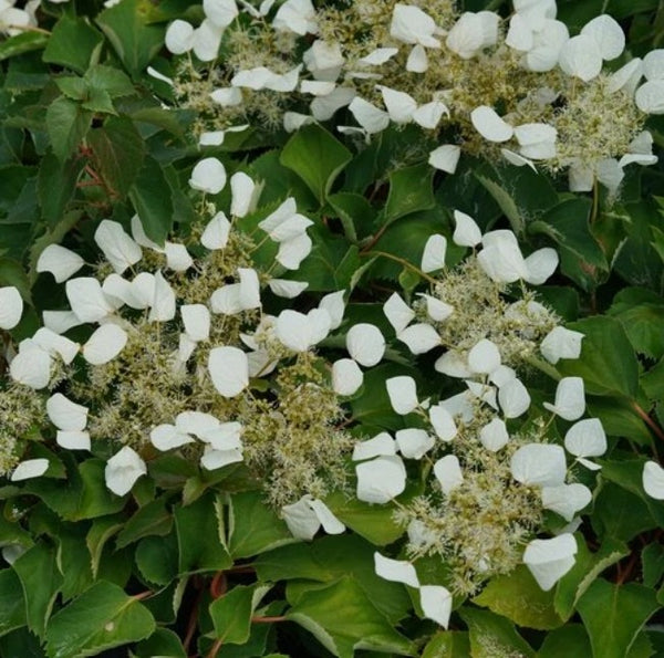 Schizophragma 'Flirty Girl'