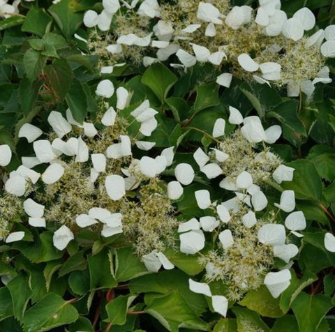 Schizophragma 'Flirty Girl'