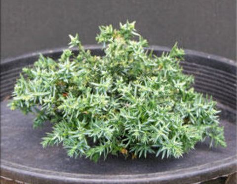 Juniperus horizontalis 'Blue Pygmy'