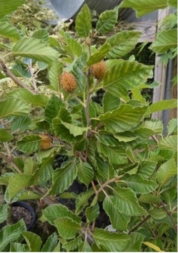 Fagus sylvatica 'Striata'