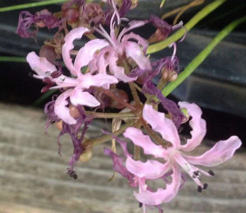 Nerine filifolia