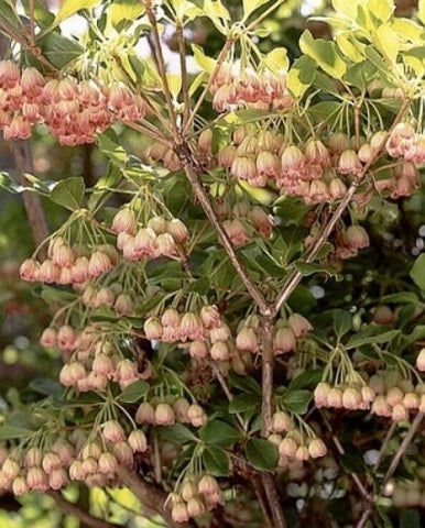 Enkianthus campanulatus