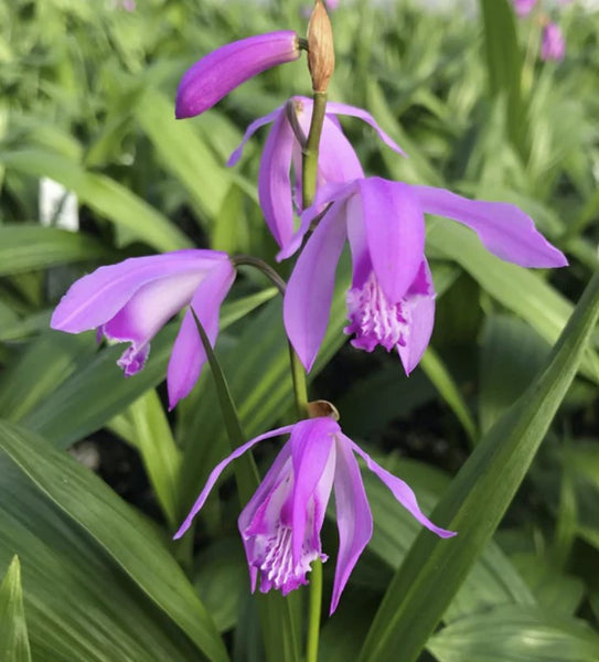 Bletilla striata 'Shi-Ran'