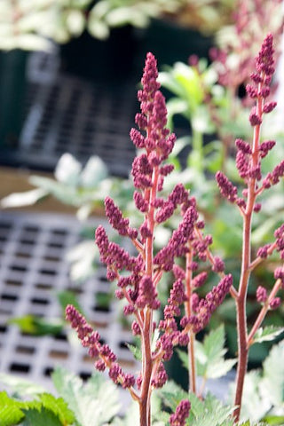 Astilbe 'Vision in Red'