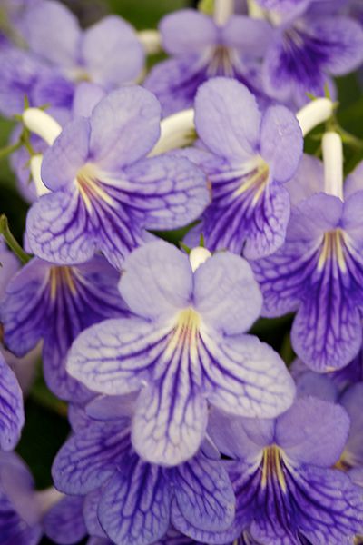 Streptocarpus 'Bethan'