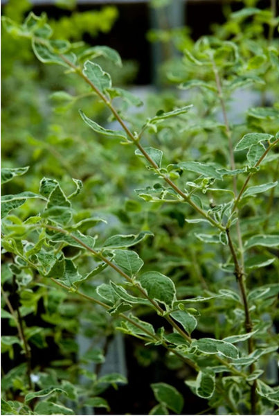 Symphoricarpos albus 'Variegatus'