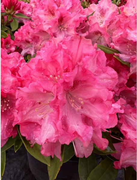 Rhododendron 'Pink Jeans'