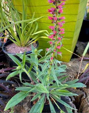 Echium amoenum 'Red Feathers'