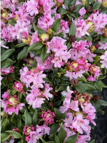 Rhododendron 'Cheer'