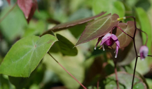 Epimedium x 'Flamenco Dancer'