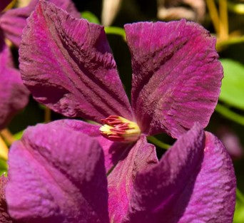 Clematis viticella 'Polish Spirit'