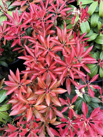 Pieris japonica 'Mountain Fire'