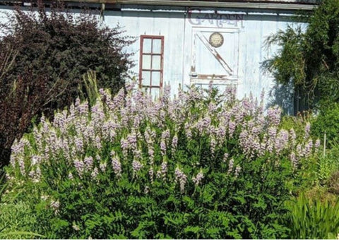 Galega x hartlandii 'Lady Wilson' (Lady Wilson Goat's Rue)