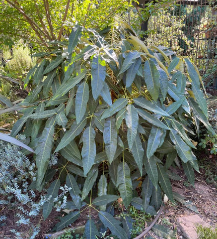 Schefflera delavayi