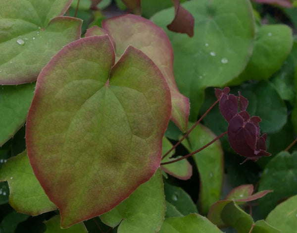 Epimedium grandiflorum var. violaceum 'Bronze Maiden'