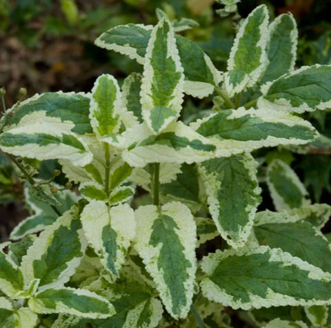 Scrophularia auriculata 'Variegata'