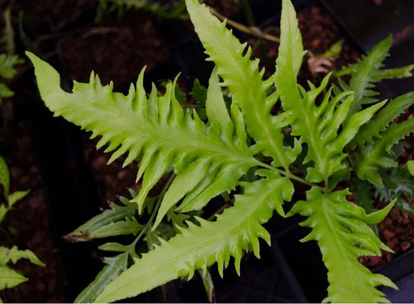 Coniogramme intermedia 'Yoroi Musha' aka Yoroi Mush Bamboo Fern