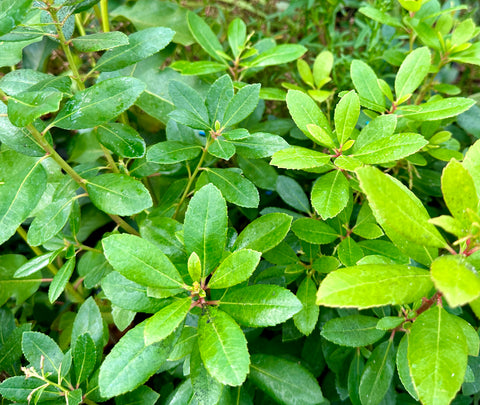 Arbutus x 'Northwood' (aka Strawberry Tree)