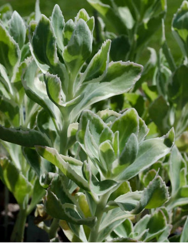 Sedum 'Frosty Morn'