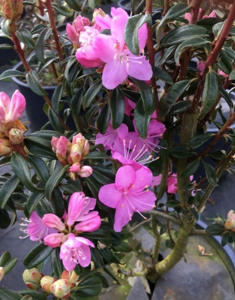 Rhododendron 'First Date'