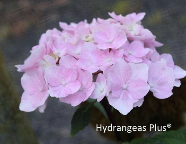 Hydrangea macrophylla Onyx™ Flamingo