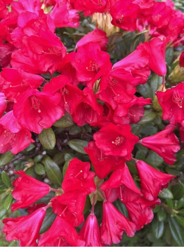 Rhododendron 'Patriot's Dream'