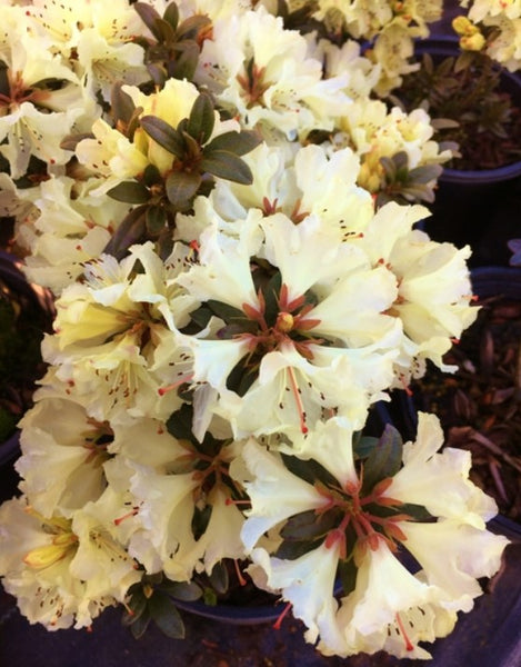 Rhododendron 'Cream Crest'