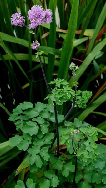 Thalictrum 'Black Stockings'