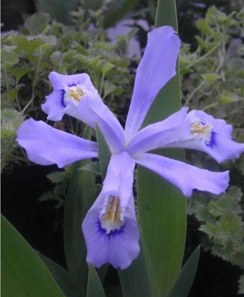 Iris cristata 'Powder Blue Giant'